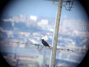 Crow_on_antena.jpg