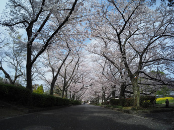 桜2021-3-26.jpg
