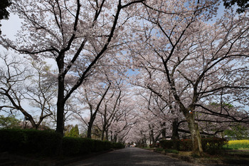 桜2021-3-26a.jpg